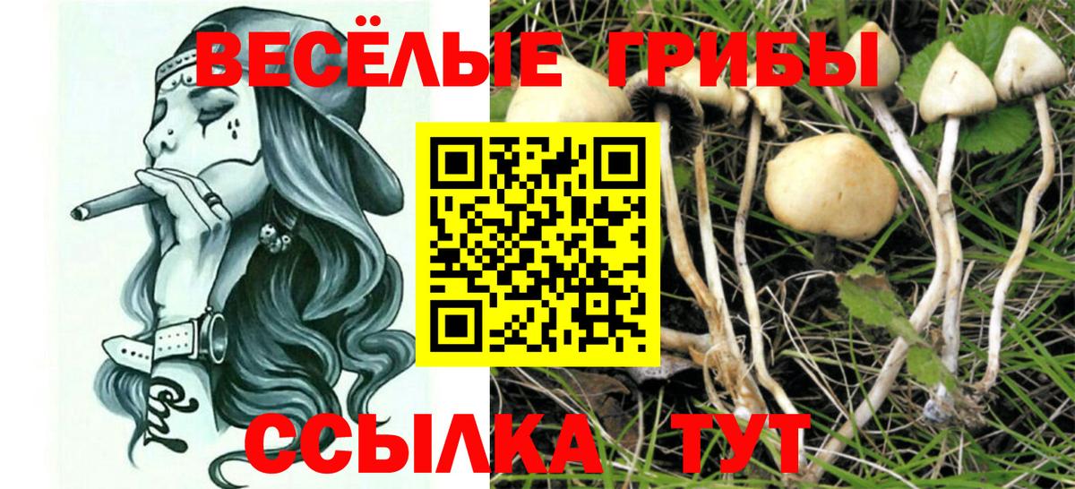 Мценск  Псилоцибиновые грибы GOLDEN TEACHER  где найти   Вход с VPN 